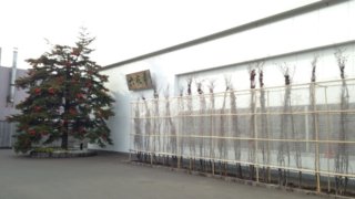 六花亭　新川店